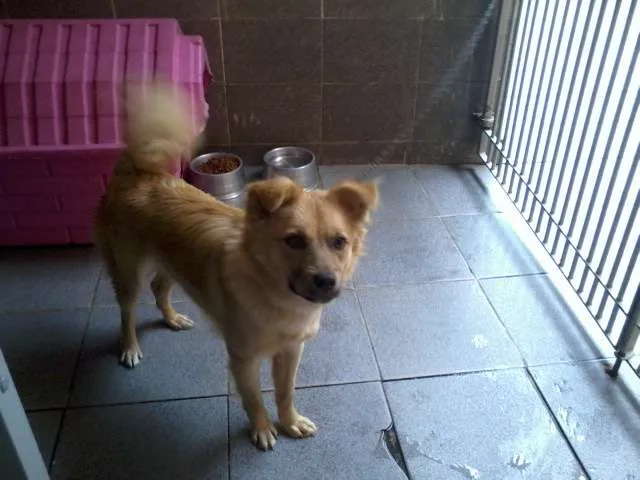 Cachorro ra a indefinida idade 7 a 11 meses nome MEG