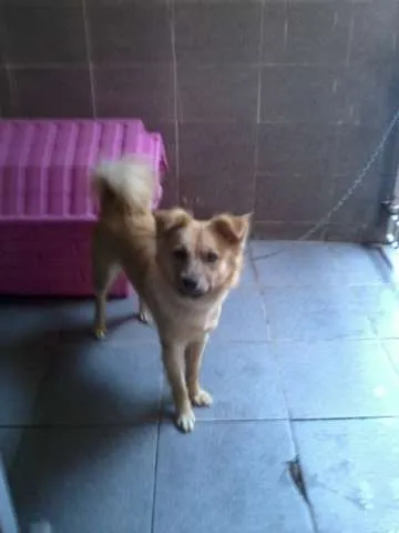 Cachorro ra a indefinida idade 7 a 11 meses nome MEG
