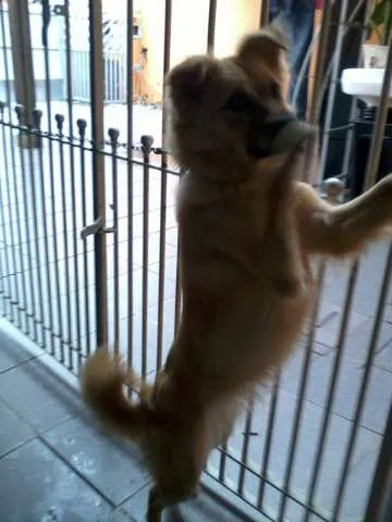 Cachorro ra a indefinida idade 7 a 11 meses nome MEG