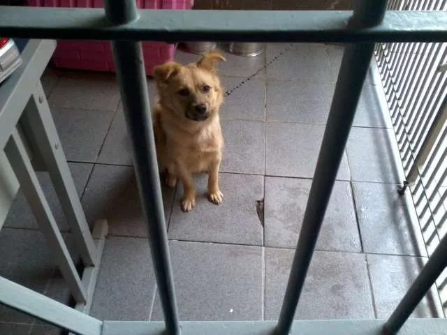 Cachorro ra a indefinida idade 7 a 11 meses nome MEG