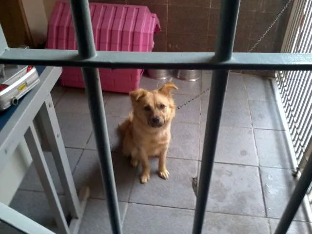 Cachorro ra a indefinida idade 7 a 11 meses nome MEG