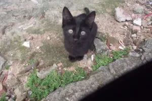 Gato raça  idade 2 a 6 meses nome Varios