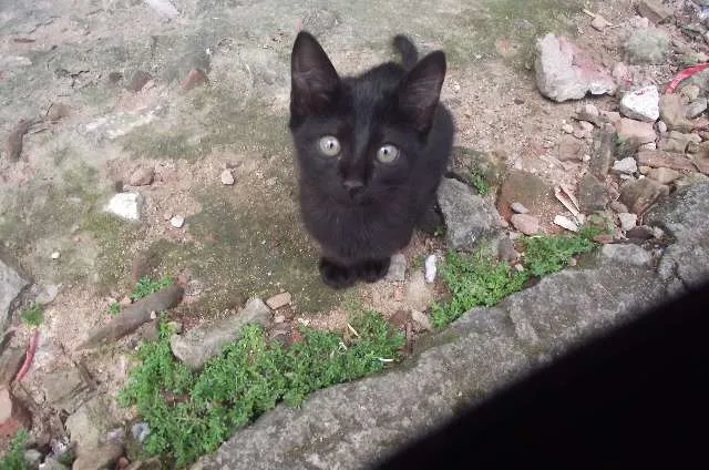 Gato ra a  idade 2 a 6 meses nome Varios