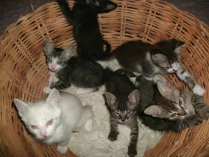 Gato raça Sem Raça Definida idade 2 a 6 meses nome Pingo, Gremile e Gr