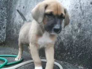 Cachorro raça SRD idade Abaixo de 2 meses nome sem nome