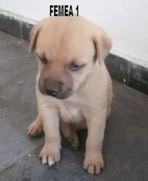Cachorro raça SRD idade Abaixo de 2 meses nome sem  nome