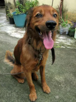 Cachorro raça Setter idade 4 anos nome Dodô