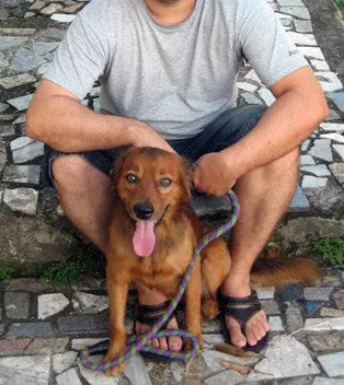 Cachorro raça Setter idade 4 anos nome Dodô