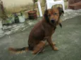 Dodô