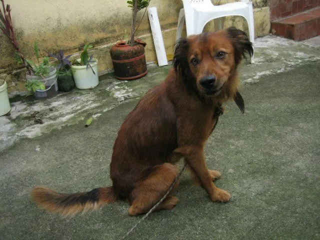 Cachorro raça Setter idade 4 anos nome Dodô