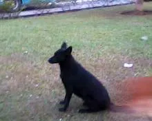 Cachorro ra a SRD idade 2 anos nome Sem nome