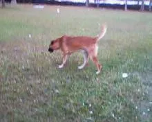 Cachorro ra a SRD idade 2 anos nome Sem nome