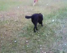 Cachorro ra a SRD idade 2 anos nome Sem nome