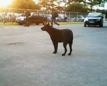 Cachorro ra a SRD idade 2 anos nome Sem nome