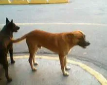 Cachorro ra a SRD idade 2 anos nome Sem nome