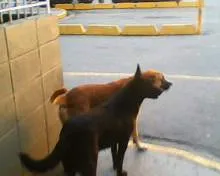 Cachorro ra a SRD idade 2 anos nome Sem nome