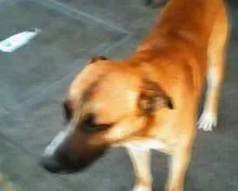 Cachorro ra a SRD idade 2 anos nome Sem nome