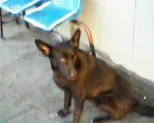 Cachorro ra a SRD idade 2 anos nome Sem nome