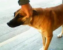 Cachorro ra a SRD idade 2 anos nome Sem nome
