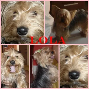 Cachorro raça Yorkshire idade 2 anos nome Lola GRATIFICA