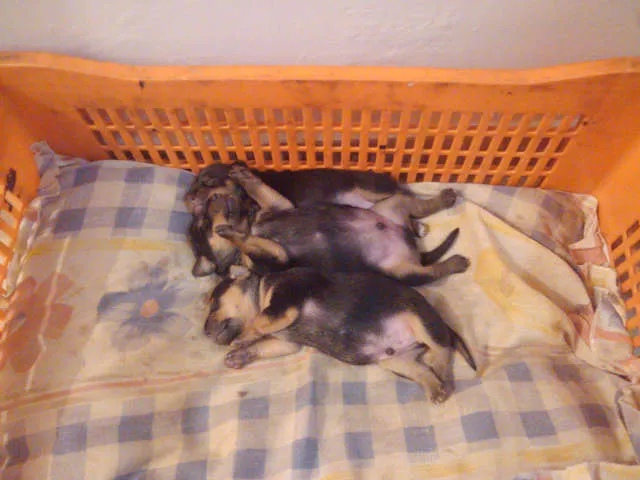 Cachorro ra a vira lata idade Abaixo de 2 meses nome sem nome