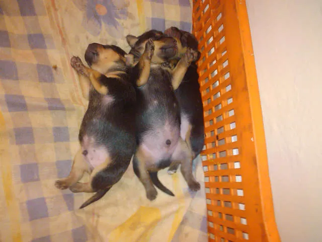 Cachorro ra a vira lata idade Abaixo de 2 meses nome sem nome