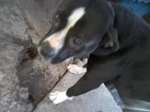 Cachorro raça Pit-Bull idade 2 anos nome Samba