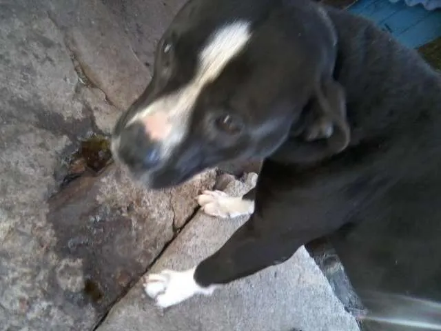 Cachorro ra a Pit-Bull idade 2 anos nome Samba