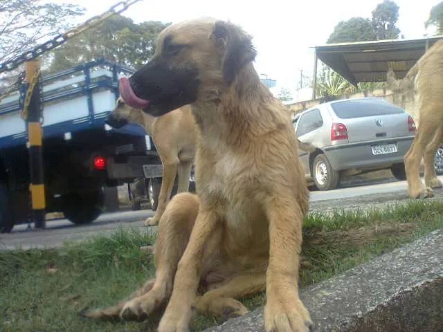Cachorro ra a Vira lata idade 2 a 6 meses nome Sem nome