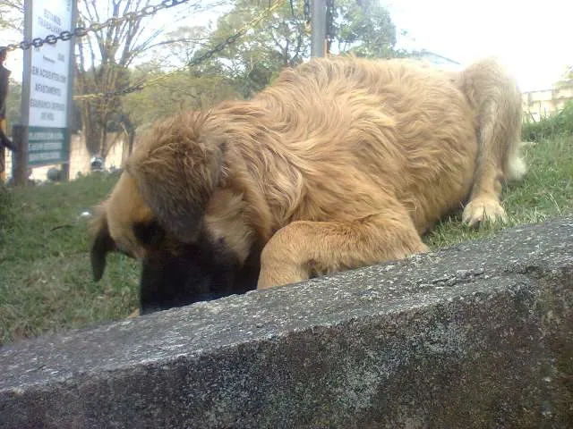 Cachorro ra a Vira lata idade 2 a 6 meses nome Sem nome