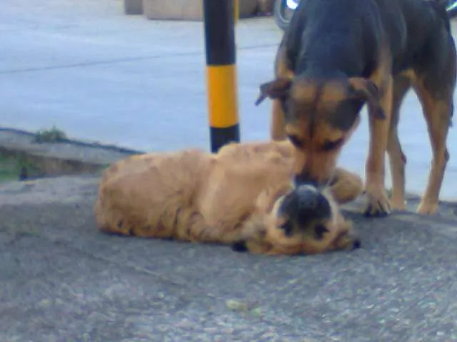 Cachorro ra a Vira lata idade 2 a 6 meses nome Sem nome