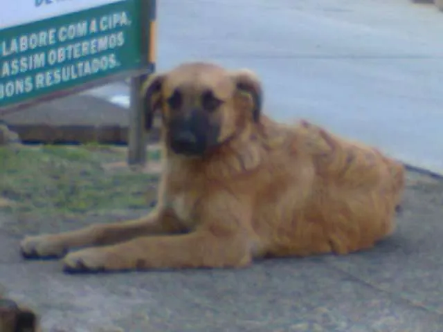 Cachorro ra a Vira lata idade 2 a 6 meses nome Sem nome