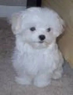 Cachorro raça Poodle idade Abaixo de 2 meses nome branquinho