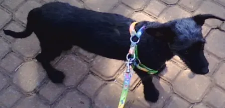 Cachorro raça SRD idade 7 a 11 meses nome Pitucha