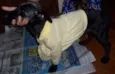 Pitucha