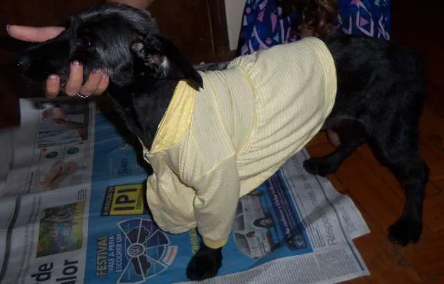 Cachorro raça SRD idade 7 a 11 meses nome Pitucha
