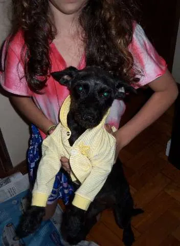 Cachorro raça SRD idade 7 a 11 meses nome Pitucha