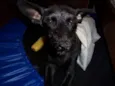 Pitucha