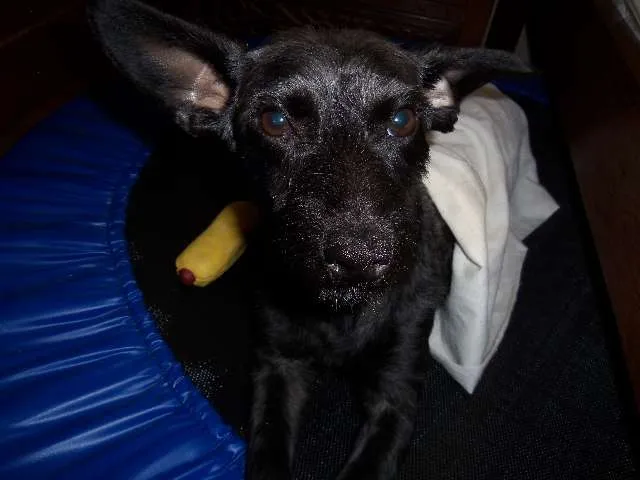 Cachorro raça SRD idade 7 a 11 meses nome Pitucha