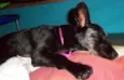 Pitucha