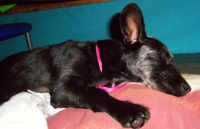 Cachorro raça SRD idade 7 a 11 meses nome Pitucha