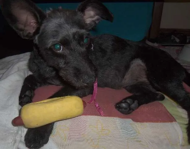 Cachorro raça SRD idade 7 a 11 meses nome Pitucha