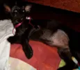 Pitucha