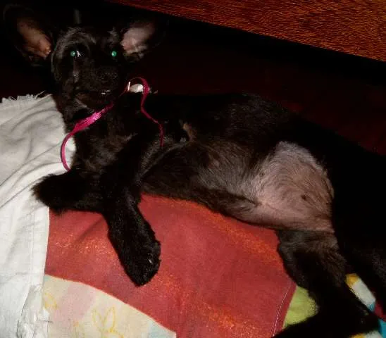 Cachorro raça SRD idade 7 a 11 meses nome Pitucha