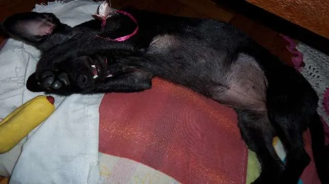 Cachorro raça SRD idade 7 a 11 meses nome Pitucha