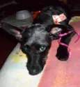 Pitucha