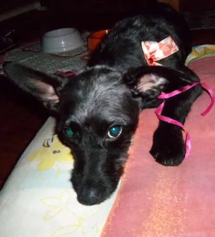 Cachorro raça SRD idade 7 a 11 meses nome Pitucha
