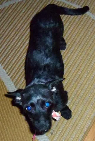 Cachorro raça SRD idade 7 a 11 meses nome Pitucha