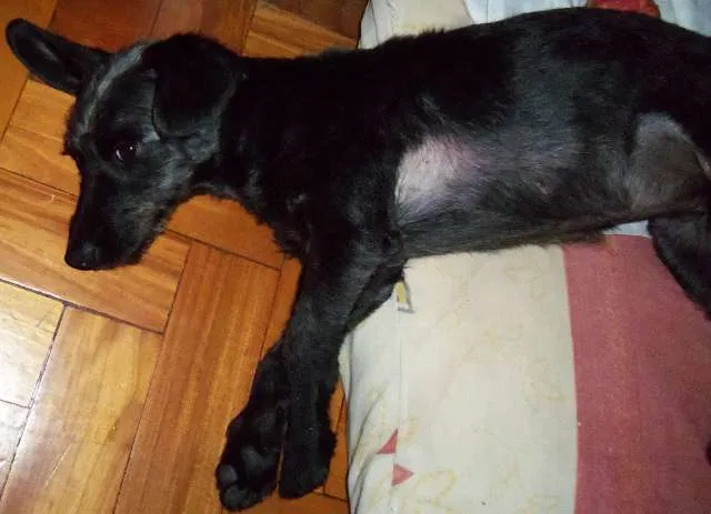 Cachorro raça SRD idade 7 a 11 meses nome Pitucha