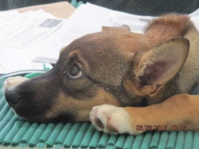 Cachorro ra a SRD idade 2 anos nome Bethoveen